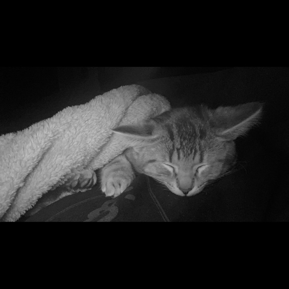 Meet your Posher, Samantha - Picture 1 of 1